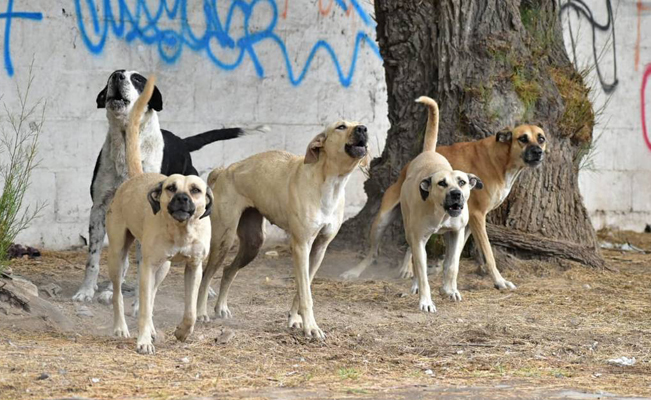 Hombre muere tras ser atacado por jauría de perros en Pachuca