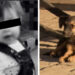 Nena de 2 añitos MUERE por comer galleta ENVENENADA que lanzaron a un perro