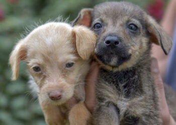 Con iniciativa buscan que animales en venta o adopción estén esterilizados en NL