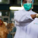 Reportan el primer caso de gripe aviar en el Ártico