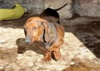 Encuentran a más de 100 perros salchicha enfermos en criaderos ilegales en Argentina