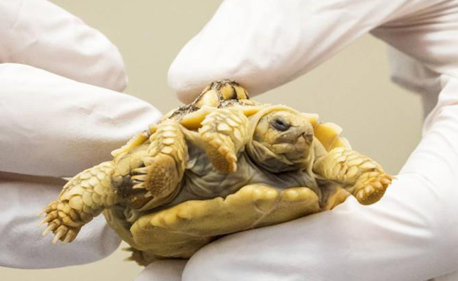 Nace la primera tortuga siamesa bicéfala en Países Bajos