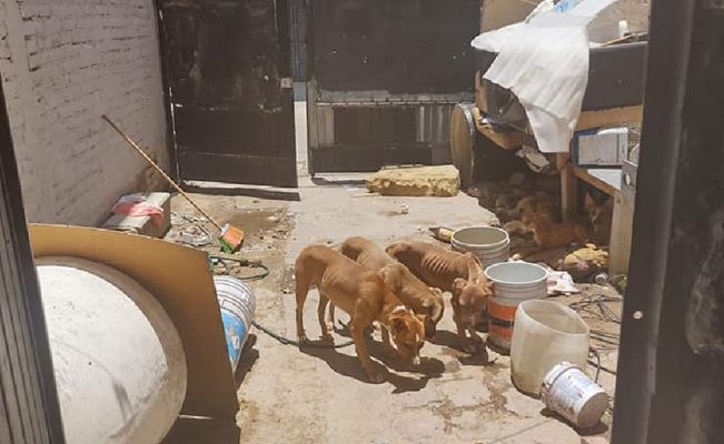 Dueño de 12 perros recibe multa récord por maltrato animal en León, Guanajuato