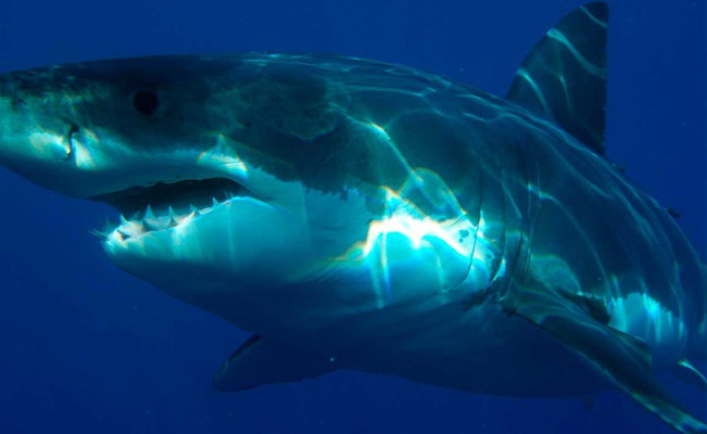 Mujer es atacada por un tiburón durante crucero en las Bahamas