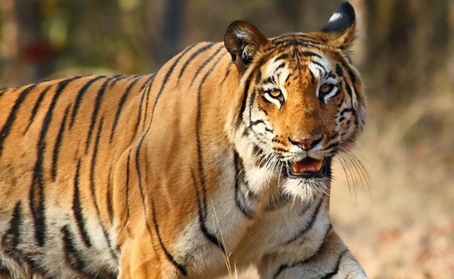 Abaten a tigre que mató a varias personas en India