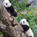 Tras 12 años sin procrear, Reino Unido devuelve a pareja de pandas a China