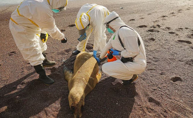 Al menos 716 lobos marinos han muerto por gripe aviar en Perú