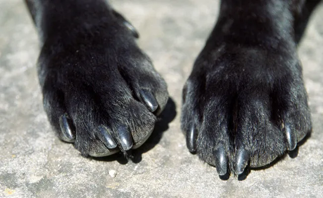 Horror: perrita preñada es golpeada varias veces con un palo