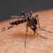 Reportan más de 20 mil contagios de dengue en Perú