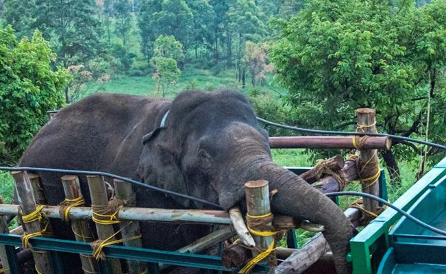 Capturan a elefante que mató a 6 personas y robó arroz en India