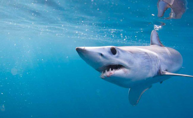 Mujer es mordida por tiburón en playa de Nueva York