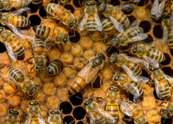 En Toronto, alertan a conductores tras el escape de 5 millones de abejas