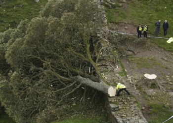 En Inglaterra, detienen a menor por talar árbol de 200 años